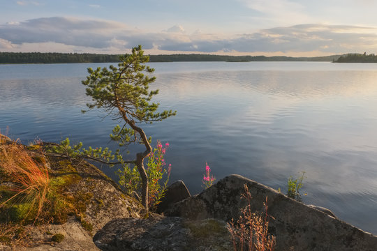Landscape on the stone shore of the lake with a beautiful young pine and flowering willow-tea summer evening. Ladoga Lake, Karelia, the island of Koyonsaari