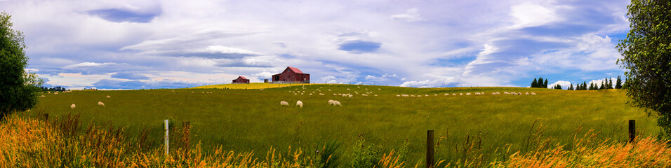 Panorama view of sheep meadow field feed farming landscape hilld in south of New zealand