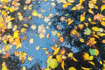 Fototapeta na wymiar Wet leaves on ground - autumn theme