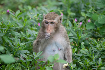 Obraz premium 可愛いサル