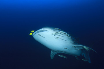 Whale Shark
