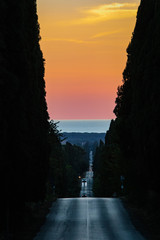 avenue of the cypresses