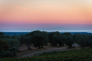 olive grove in the evening