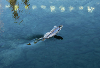 Salmon jumping in clear river