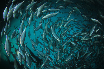 Tuna fish underwater in ocean