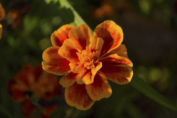 Orange marigold sunlit close-up. Flower
