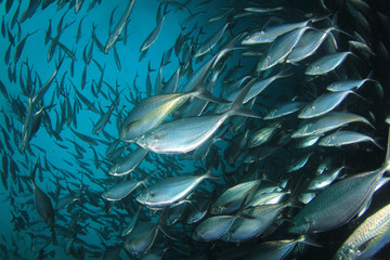 Tuna fish underwater in ocean © Richard Carey