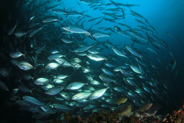 Tuna fish underwater in ocean