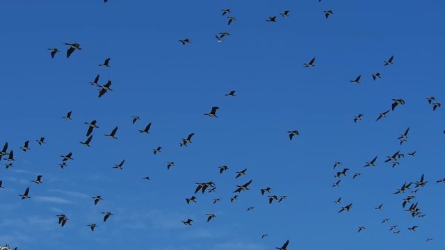 Ballestas Islands near Paracas, Ica Region, Peru