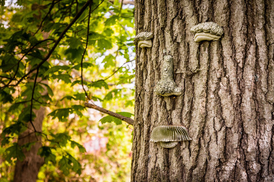 Green Man On Tree