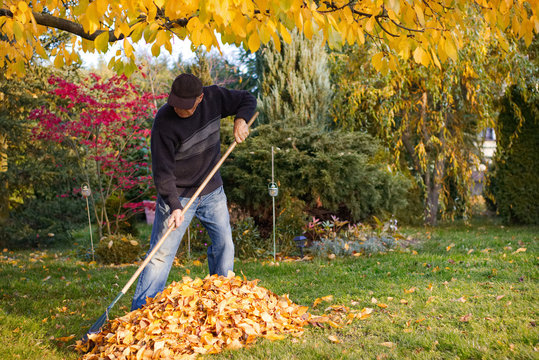 man raking fallen leaves in the garden, senior man gardening during autumn season, cleaning lawn in backyard under a tree 