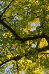 秋・イチョウの木陰