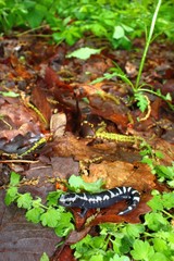 Obraz na płótnie Canvas Marbled Salamander (Ambystoma opacum)
