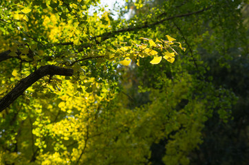 木漏れ日の当たるイチョウの葉