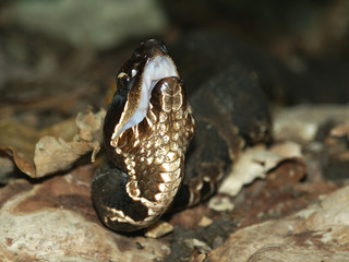 Cottonmouth (Agkistrodon piscivorus) Illinois Wildlife