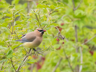 Obraz premium Cedar Waxwing on Branch