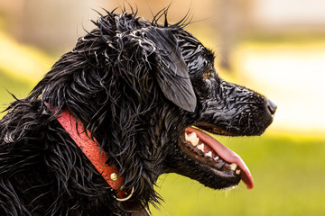 Dog after having a bath