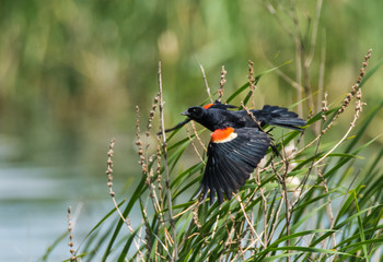 Blackbird Flying