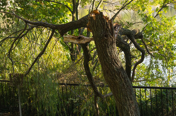 Fototapeta na wymiar 日本の秋・台風による被害で折れた木