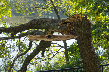 Fototapeta na wymiar 日本の秋・台風による被害で折れた木