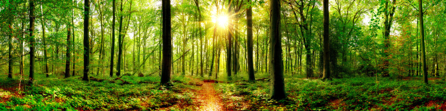 Fototapeta Panorama lasu z jaskrawym słońcem w środku szeroka