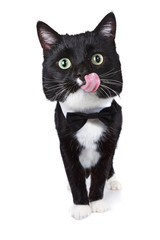 Cat wearing a bowtie with his tongue out, tongue has motion blur.