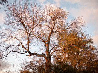 beautiful autumn bare branches no leaves countryside sun set