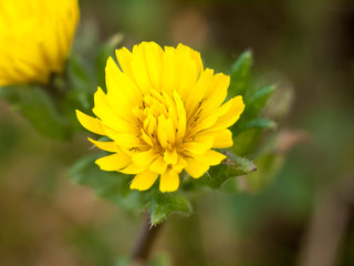 beautiful close up yellow fresh dandelion blooming spring