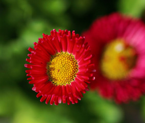 Pink Bellis flower