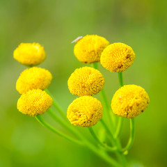 Tanacetum vulgare or tansies