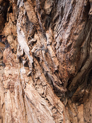 close up brown texture of tree bark oak detail