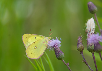 Butterfly on Flowers