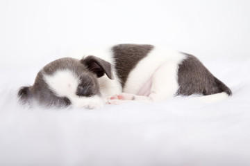 Small puppy sleeping on white rug