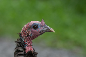 Wild Turkey