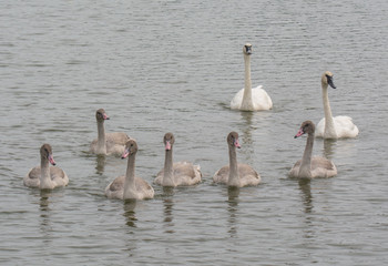 Swans Swimming