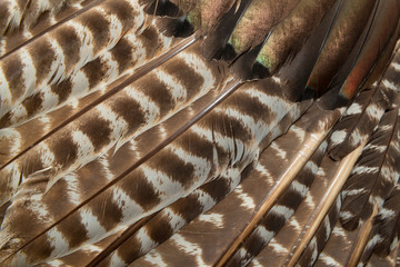 Wild Eastern Turkey Feathers Close