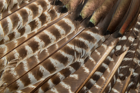 Wild Eastern Turkey Feathers Close Up Background Texture