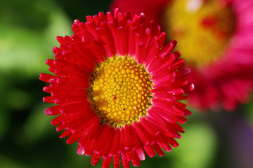 Pink Bellis flower
