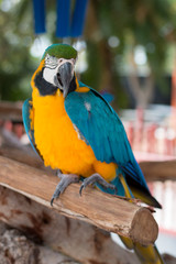 macaw bird at zoo