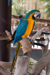 Macaw Bird at Zoo