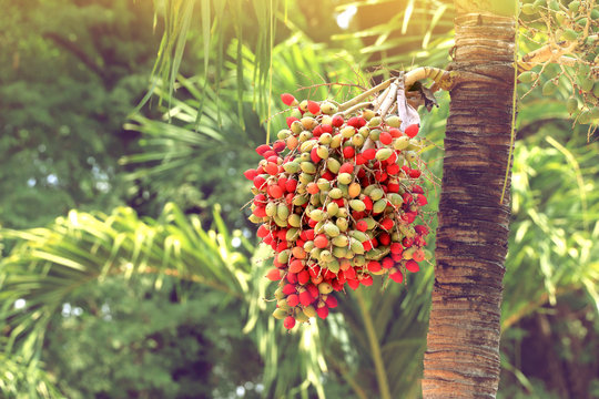 red betel nut on palm tree.