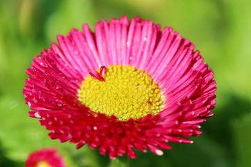 Pink Bellis flower