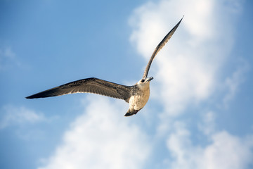 Seagull in the sky