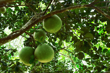 a group of pomelo hang on the tree