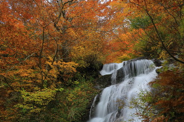 紅葉の姥滝