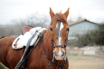 Obraz premium caballo