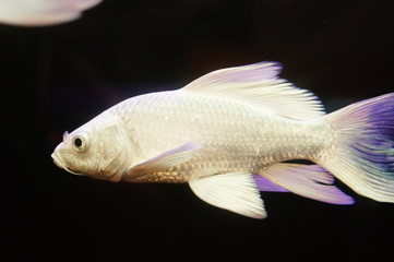 Taiwan Koi swimming in the aquarium pool, pretty interesting
