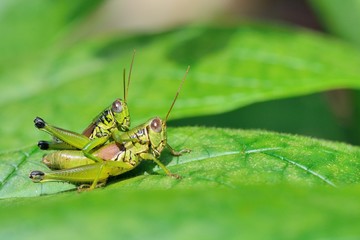 Grasshopper on grass close up