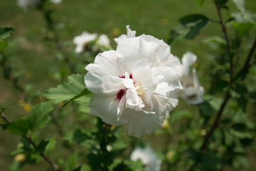 Valentine White Flower