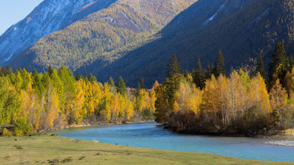View of Katun river and autumn forest in the Altai mountains, Russia.
